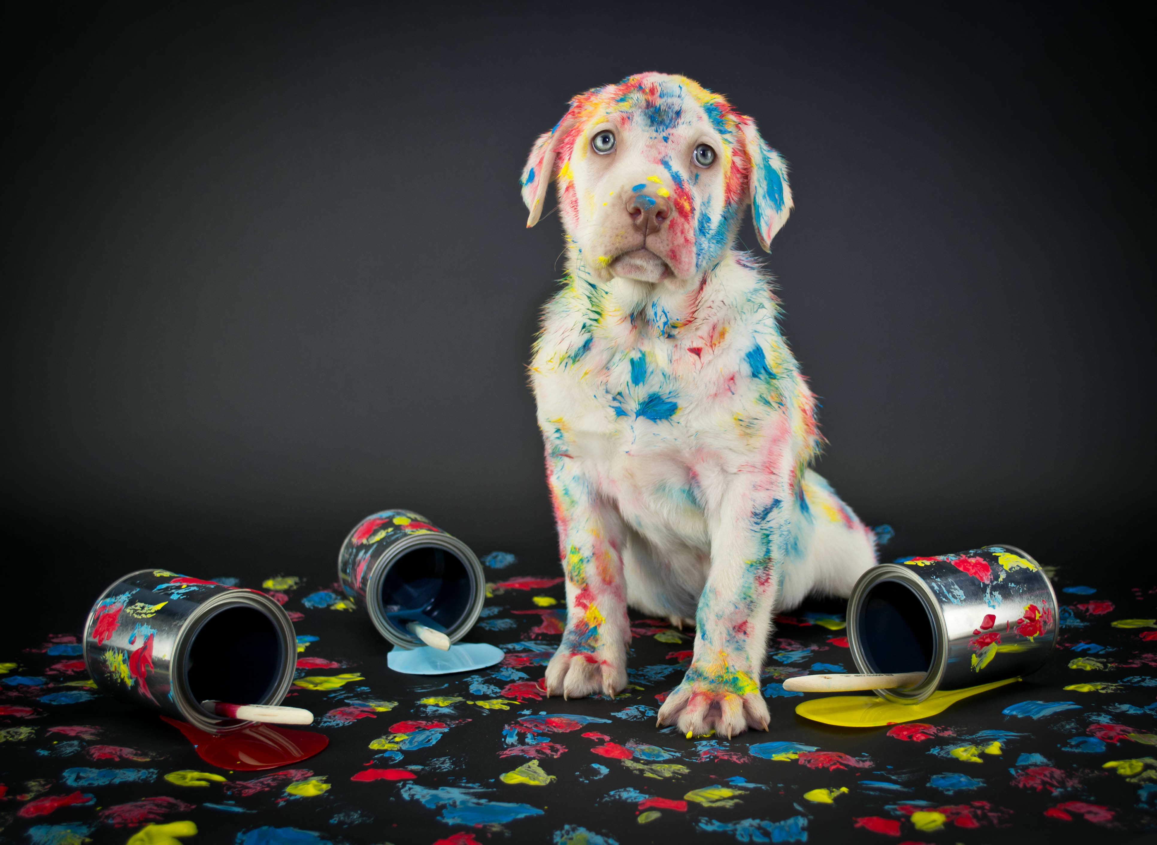 Dog with spilled paint 1