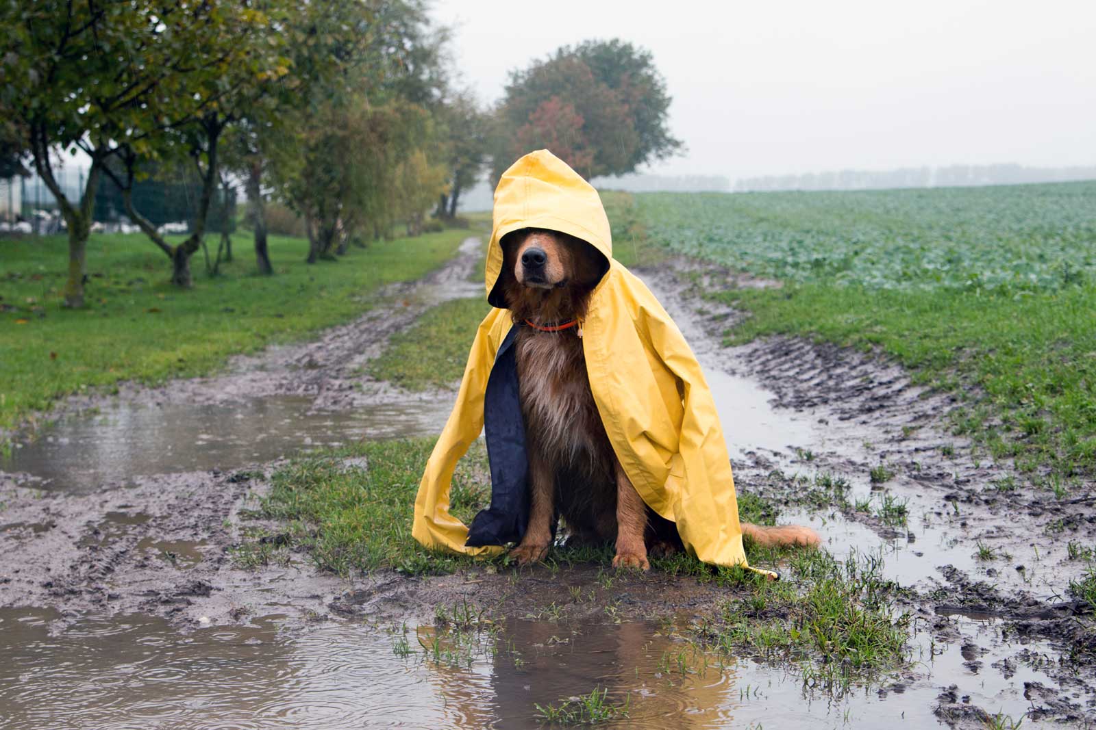 Dog in Raincoat