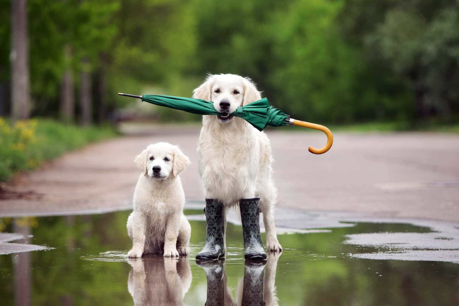 Dogs with Umbrella